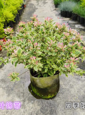 花叶锦带盆栽庭院四季好养包邮