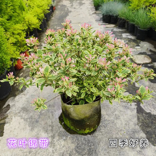 包郵 花葉錦帶盆栽紅王子錦帶花苗花園陽臺多年生灌木植物觀花觀葉