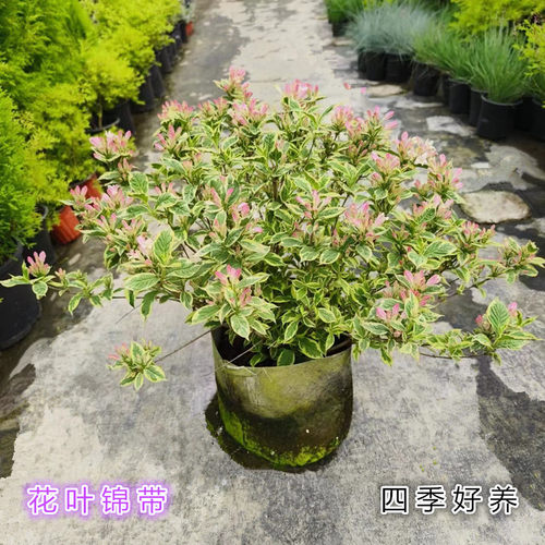 花叶锦带盆栽庭院四季好养包邮
