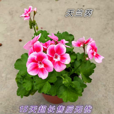 天竺葵室外庭院洋绣球植物花卉