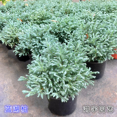 蓝湖蓝色柏树庭院盆栽耐寒植物