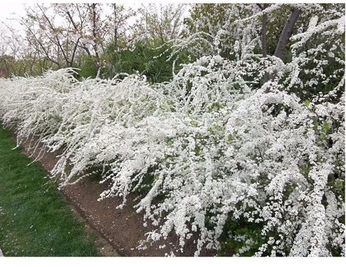 喷雪花绣线菊春季木本植物包邮