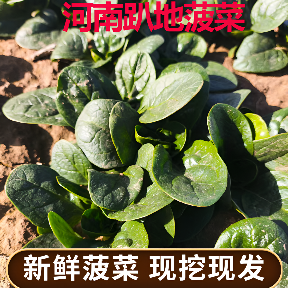 河南趴地菠菜霜打趴地小菠菜新鲜菠菜现挖现发农家自种,水产肉类/新鲜蔬果/熟食,叶菜类,淘宝优惠券,粉丝福利购,淘宝优惠卷