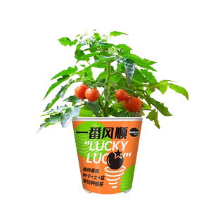 美乐棵潮玩杯可食用植物樱桃番茄杯水果黄瓜育苗种子儿童种植玩具