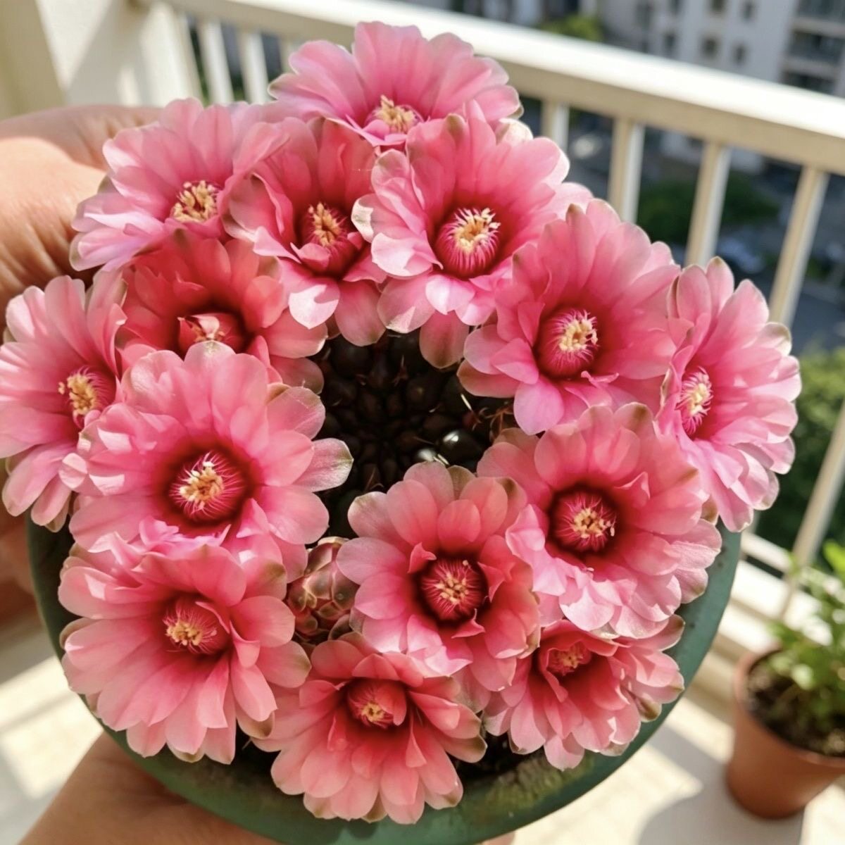 带花苞绯花玉多肉仙人球