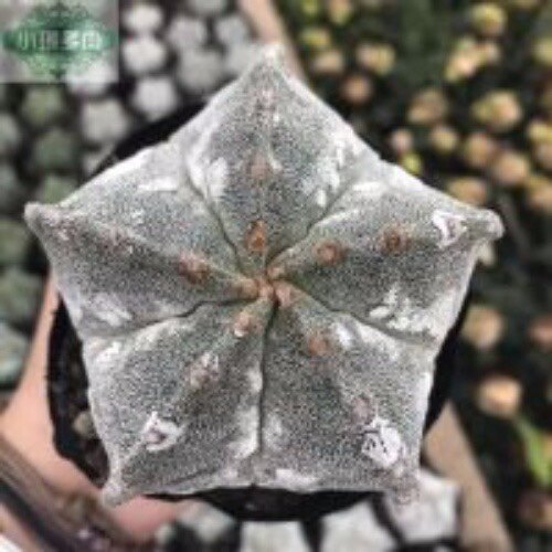 紫皮兜仙人球 实生稀缺仙人球开花 兜连线好养办公室花卉植物多肉