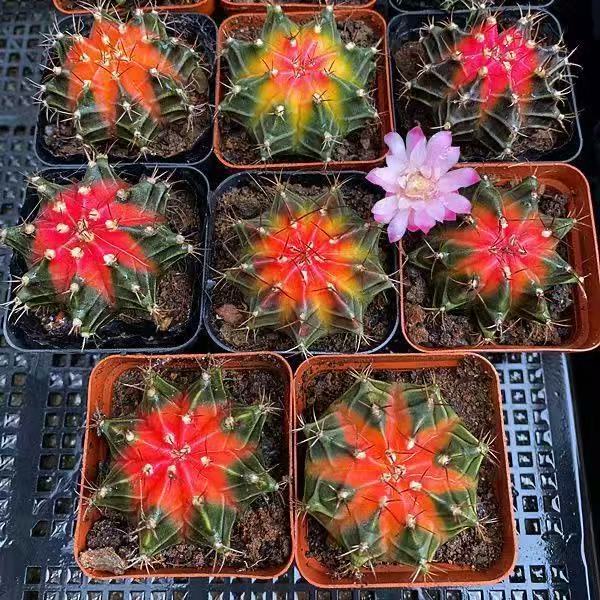 牡丹锦仙人球四季办公室室内植物