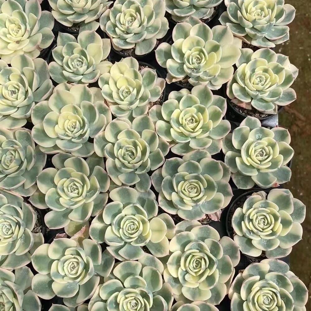 玉蝶锦多肉植物莲花座植物多肉植物大肉特大号旱莲植物