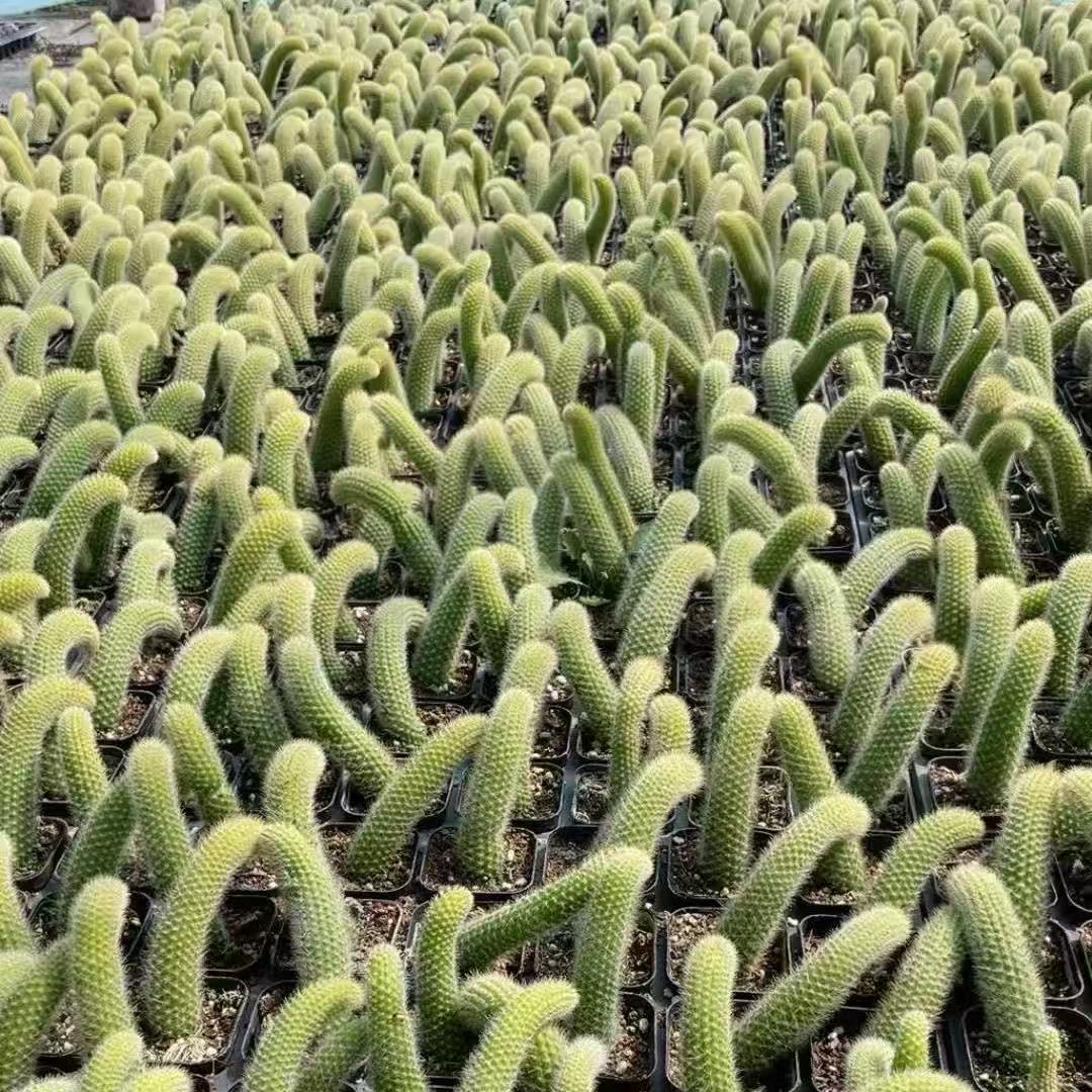 九尾狐多肉植物软毛盆栽
