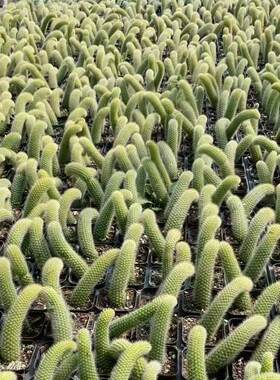 九尾狐多肉植物软毛盆栽