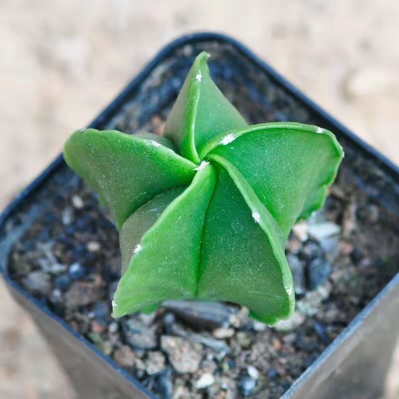 彩色鸾凤玉四五角琉璃银砂仙人球多肉植物组合绿植花卉盆栽