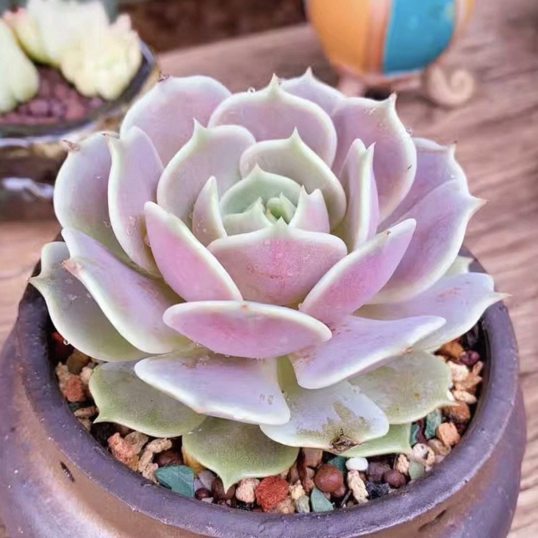 月影系女神露娜莲多肉植物