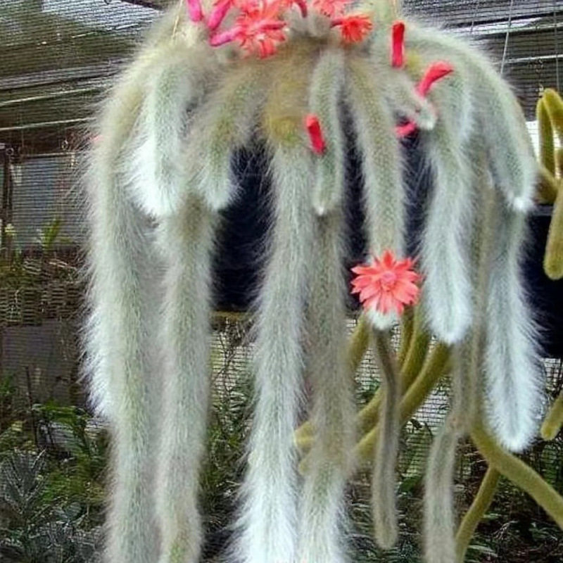 九尾狐多肉植物正版植物