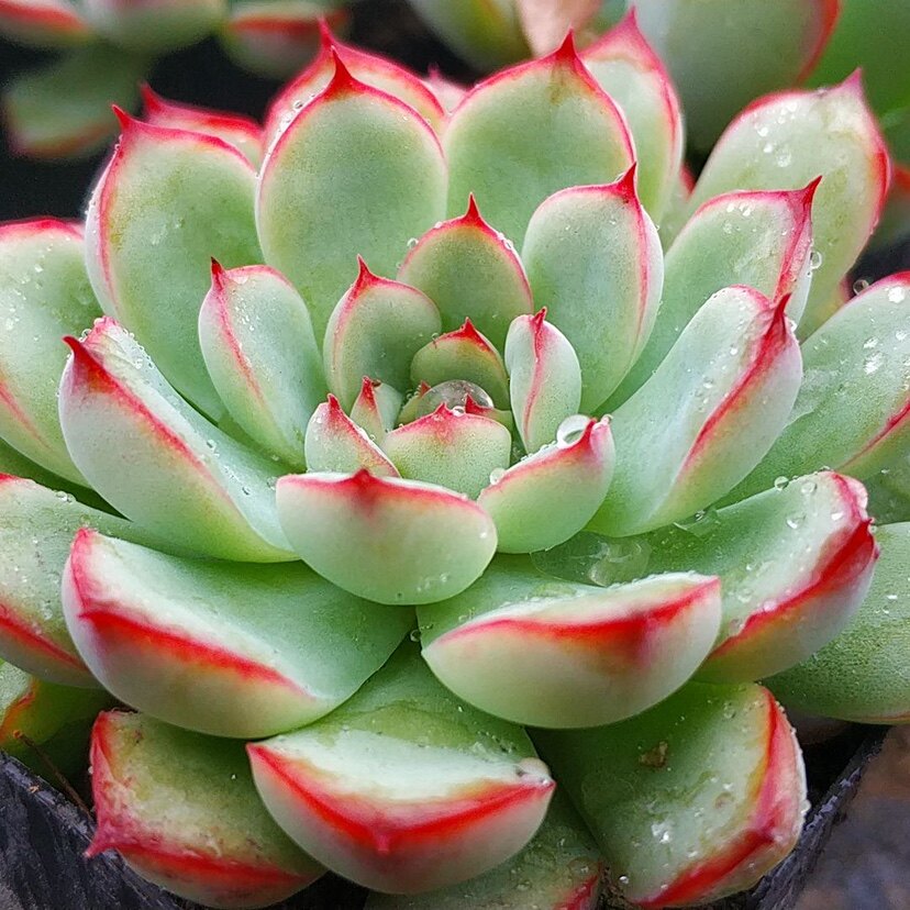 莲花盆栽肉植物荷多稀有卉