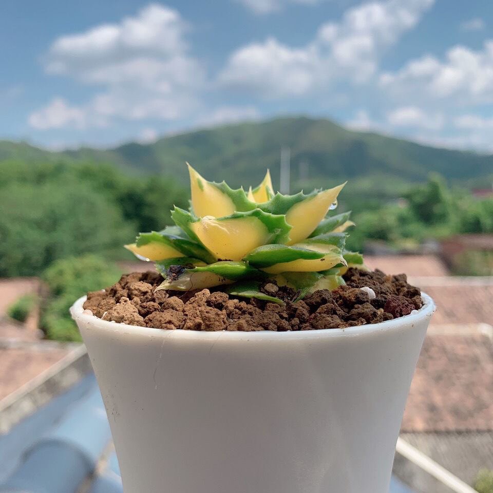 王妃雷神白中斑 龙舌兰科多肉植物小盆栽 变异花卉植物好养大