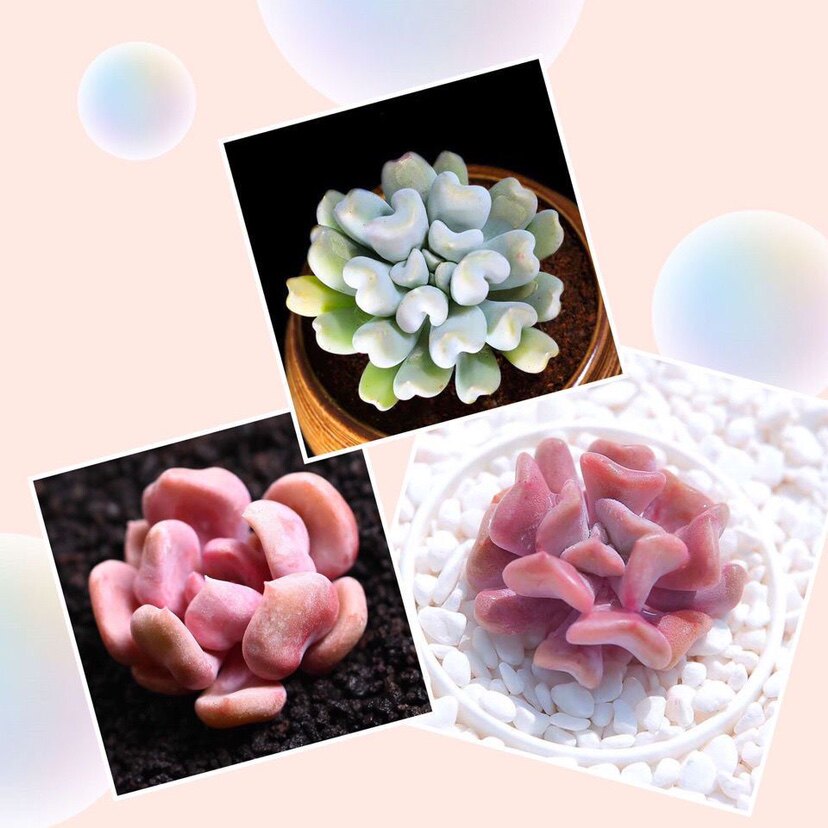 精灵特玉莲花卉盆栽绿植丘