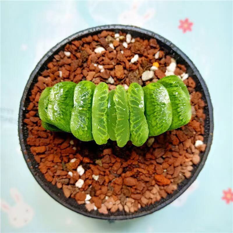 【多肉植物】绿玉扇扇子办公室室内新手花卉小盆栽