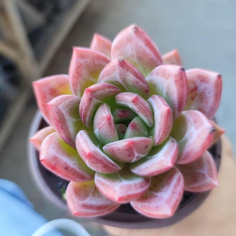 香槟多肉植物室内阳台花卉绿植盆栽盆景组