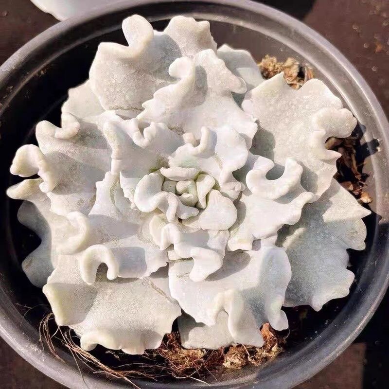 多肉植物盆栽绿精品阳台饺