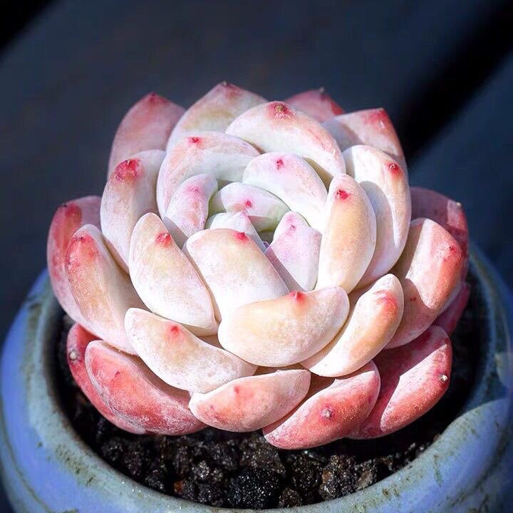 橙梦露多肉植物盆栽肉肉新手植物办公室绿植云南高档多肉橙梦露