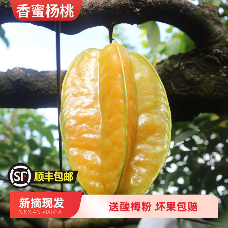 顺丰福建当季现摘香甜多汁杨桃