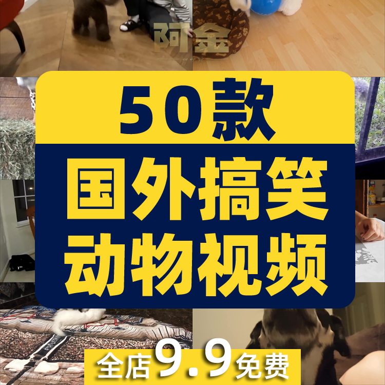 国外搞笑萌宠动物高清视频实拍猫狗搞笑治愈抖音剪辑自媒体素材