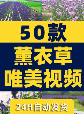 紫色薰衣草唯美花海庄园农田风景素材高清旅游自然治愈系视频背景