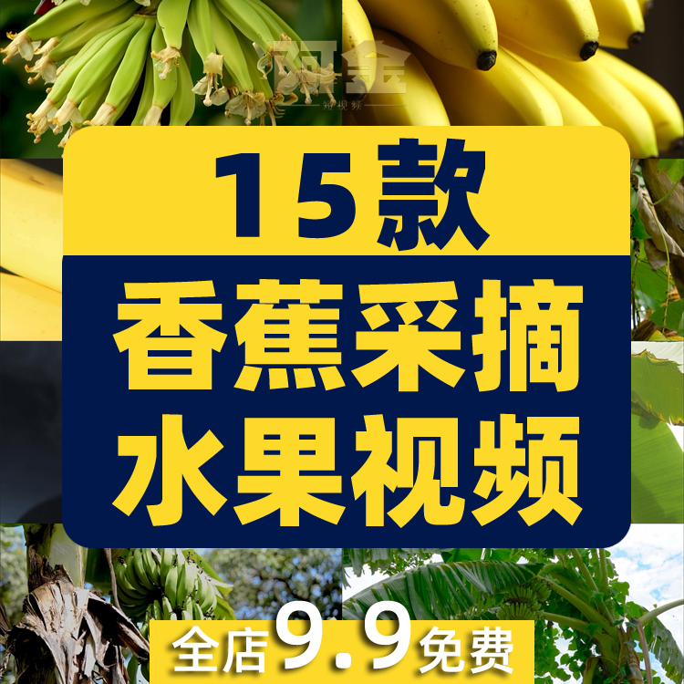 香蕉种植园果实采摘水果热带农作物树上农场视频高清实拍素材剪辑