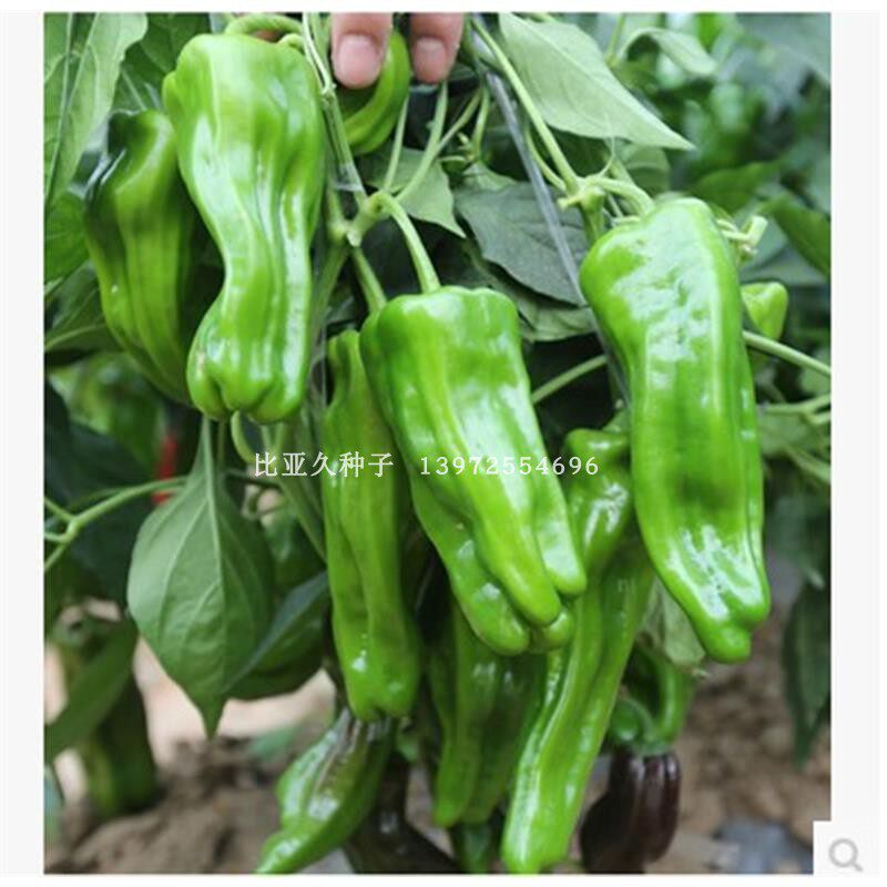 大果早丰芜湖椒极早熟辣椒种子微辣薄皮皱皮椒长灯笼形高产耐储运
