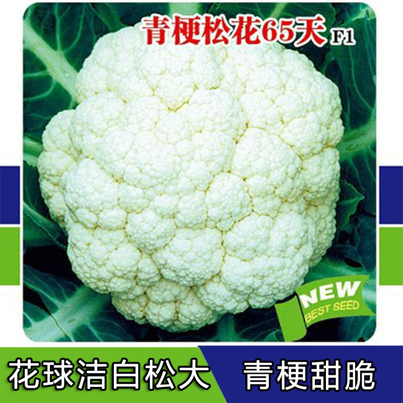 青梗松花菜种子65天散花