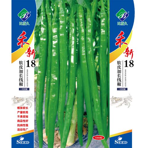 软皮加长线椒种子粗长大果形
