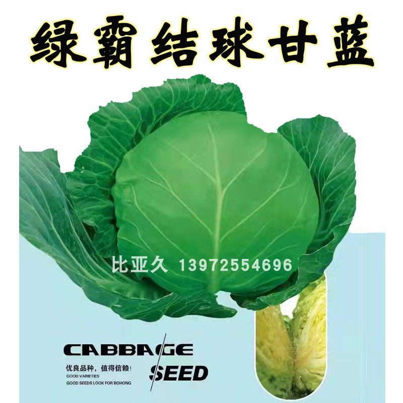 绿霸早熟春甘蓝种子一代杂交圆球形叶色绿结球紧实耐裂球抗病高产