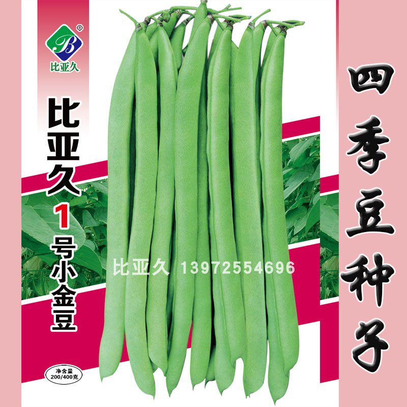 比亚久1号小金豆四季豆种子无筋中早熟扁圆形浅绿色高产豆角种籽