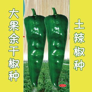 大果余干椒种子辣椒皮薄香辣鲜脆高产抗病适宜春秋露地早春大棚
