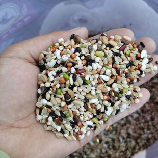 基础粮鸽粮无玉米无豌豆赛鸽小颗粒饲料信鸽观赏鸽鹦鹉基础粮