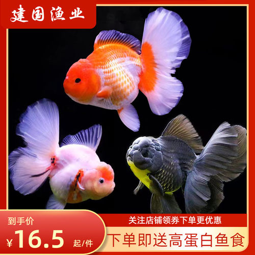 金鱼黑尾价格 金鱼黑尾图片 星期三