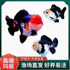精品玛丽金鱼泰狮金鱼熊猫三色玛丽狮头金鱼观赏鱼冷水鱼好养