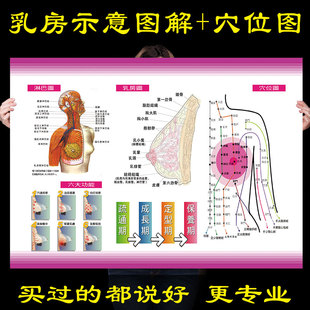 女性人体乳房结构示意图宫颈疾病淋巴解刨经络穴位图美容海报挂图