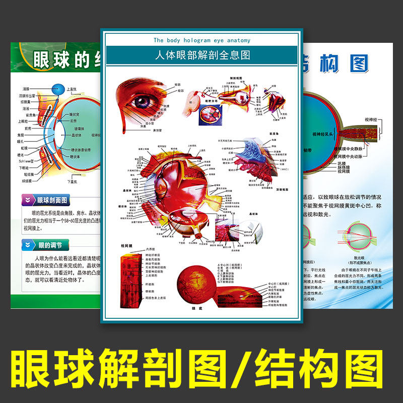 眼睛眼球解剖图剖面挂图眼镜店眼睛结构图装饰墙贴眼科医院宣传画