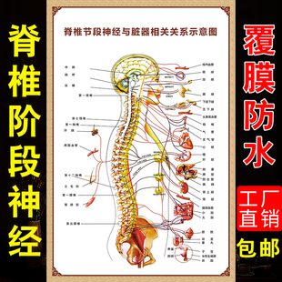 人体脊柱骨骼模型神经脏器示意图分布图相关疾病挂图脊椎全息图