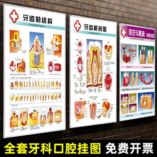 口腔医院诊所牙科门诊海报挂图牙齿结构解剖装饰墙贴知识宣传挂画