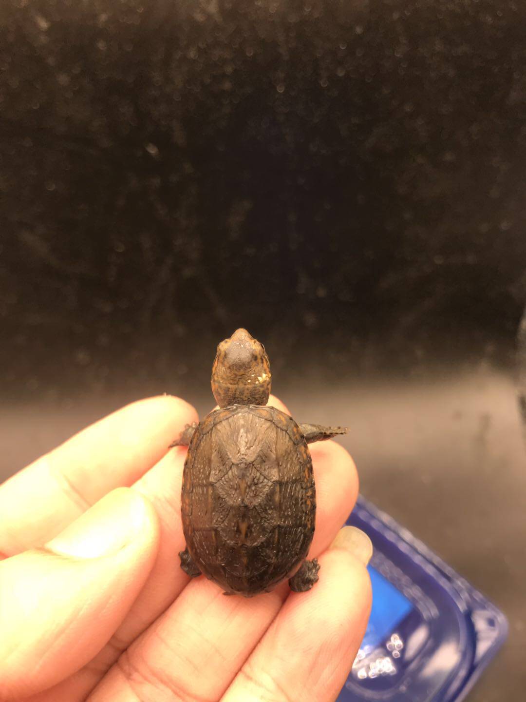 红面蛋龟活物剃刀头盔泥龟鱼缸萌宠精品