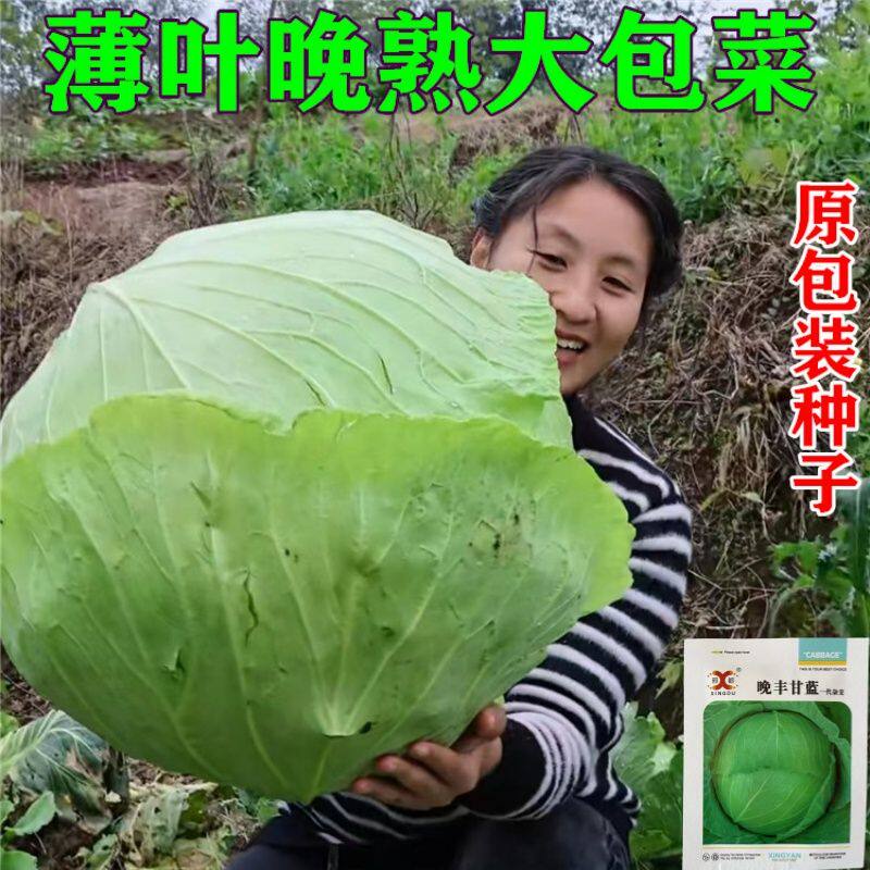 包菜种子特大果甘蓝莲花白平包薄叶冬包菜籽晚熟耐寒晚熟原装菜种