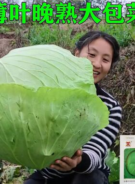 包菜种子特大果甘蓝莲花白平包薄叶冬包菜籽晚熟耐寒晚熟原装菜种