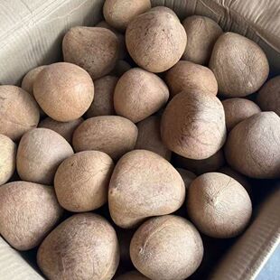 印度大椰皇海椰皇干椰子整个新鲜椰肉煲汤10斤5斤当季带皮大椰皇