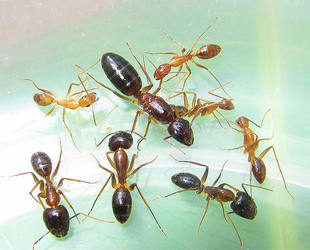 Multi -Belly Boupe, Back Ants Camponotus pseudoiritans большой оранжевый муравей Живые научные исследования