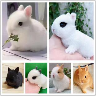 宠物侏儒兔活物垂耳兔小型迷你长不大茶杯兔儿童宠物家养可爱活体