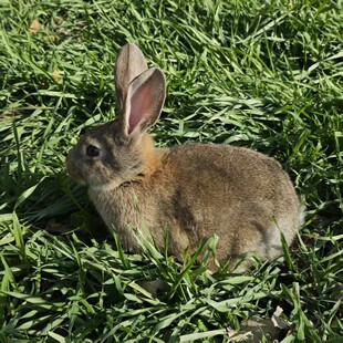 兔子活物活体肉兔苗种兔白兔子活体幼兔苗繁殖比利时一对公母家养