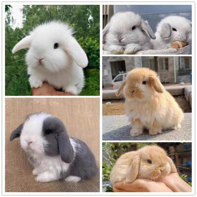 垂耳兔宠物兔活体兔子霜白垂耳