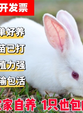小白兔子活物肉兔活苗公母一对家养大型种兔活体家养可食用月月兔
